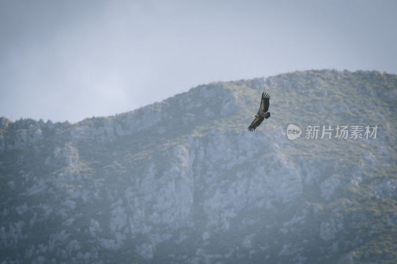 Griffon Vulture(吉普斯黄毛)飞过天空